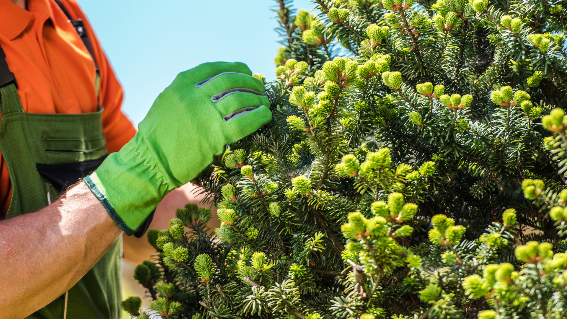 affordable tree care in New Haven Sandweiss Tree Service